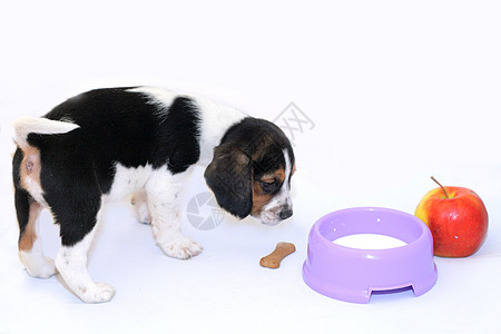 三色贝果小狗喝牛奶食物蓝色水平犬类水果牛奶白色小吃毛皮哺乳动物图片