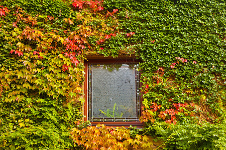 墙壁长满了彩色秋色葡萄藤和常春藤杂草叶子生长登山者爬行者建筑天气植物学树叶季节图片