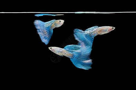 游泳蓝 热带鱼宠物团体尾巴蕾丝幸福运动鱼缸热带池塘反射男性图片