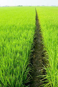 绿地路径场地食物牧场农田植物农村农业种植园风景草地图片