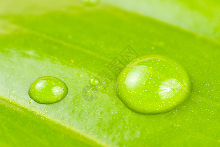 绿叶上的新露珠植物水滴花园反射植物群雨滴生活天气环境液体图片
