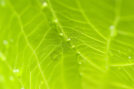 绿色叶子生长细胞生活热带枝条植物群植物宏观静脉墙纸图片