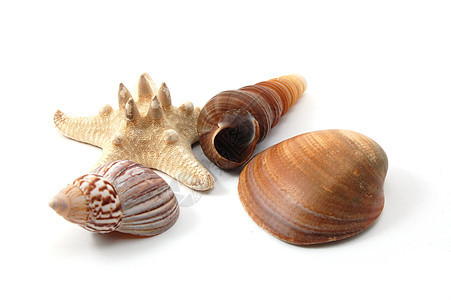 贝壳牌创造力海滩热带海岸海洋旅游海星蛤蜊支撑蜗牛图片