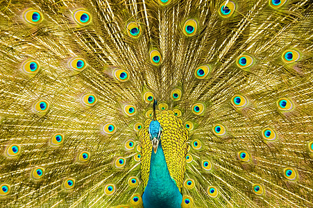 美丽的孔雀绿色扇子鸟类金子仪式吸引力蓝色动物园展示男性图片