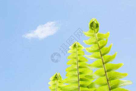 青蓝天空下一连排的新鲜树叶图片