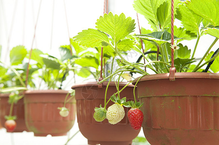 草莓植物栽培叶子温室藤蔓食物茶点浆果苗圃农场蔬菜图片