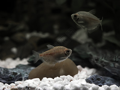 淡水压盘倒钩玻璃鱼风格宠物爱好装饰淡水海洋碎石植物背景图片