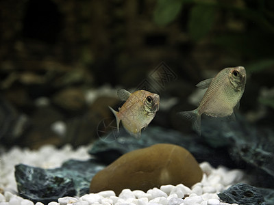 淡水压盘装饰淡水倒钩碎石植物海洋风格宠物玻璃鱼爱好背景图片