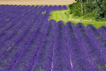 法国普罗旺斯 巴伦索瓦伦索高原农业植被场地花朵紫色气味园艺薰衣草植物种植园图片