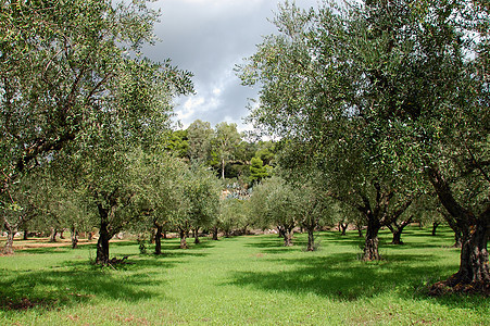 橄榄树蓝色培育植物场地木头农场爬坡天空树叶国家图片