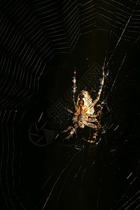 欧洲花园蜘蛛亚拉尼乌斯diadematus白色灰色蛛网绿色棕色动物黑色宏观脊椎动物照片图片