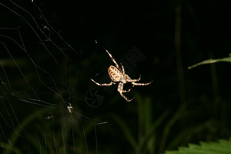 欧洲花园蜘蛛亚拉尼乌斯diadematus照片脊椎动物黑色灰色动物棕色宏观白色蛛网绿色图片
