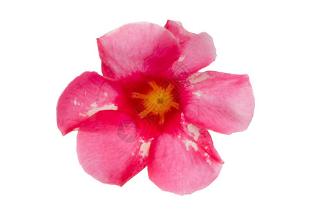 粉红花朵曼德维拉图片