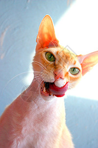 猫咪胡子白色嘴唇粉色舌头动物眼睛耳朵牙齿蓝色图片