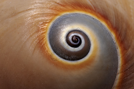 海壳螺旋漩涡白色粉色蜗牛庇护所圆圈曲线珊瑚纪念品图片