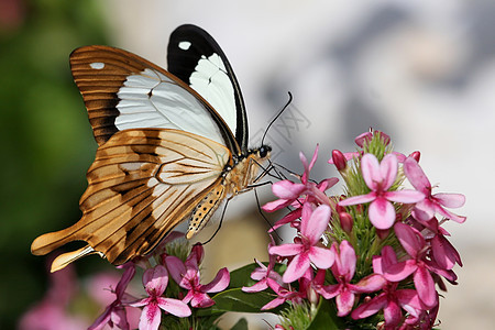 燕尾蝴蝶喂养植物宏观老虎动物触角花朵翅膀生物学花蜜漏洞图片