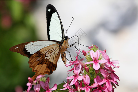 燕尾蝴蝶喂养宏观翅膀斑点老虎漏洞触角花朵花蜜生物学动物图片