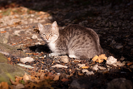 说谎的猫灰色晴天树叶白色阳光碎石宠物阴影图片