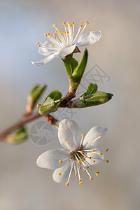 野羽花花图片