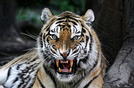 愤怒的老虎荒野白色舌头黑色动物园牙齿野生动物丛林条纹动物图片