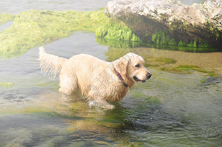 海里的狗朋友石头伙伴动物藻类飞溅牧羊犬哺乳动物火花银行图片