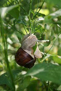 植物上的罗马蜗牛图片