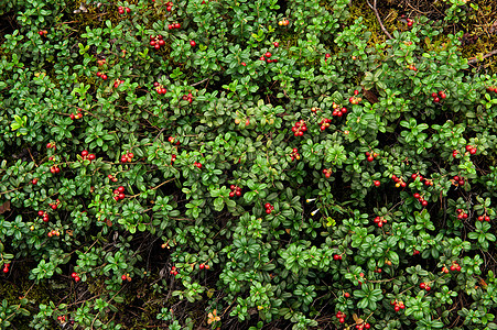 Cowberry 或乙醋酰胺植物甜点果汁小吃森林牛痘饮食水果植物学荒野图片