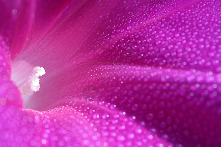 清晨荣耀紫色喇叭花滴眼液水滴植物学雄蕊雌蕊图片