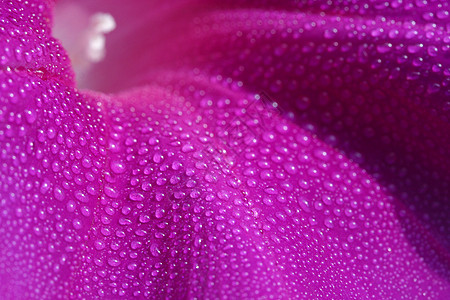 清晨荣耀植物学雄蕊滴眼液喇叭花紫色水滴雌蕊背景图片