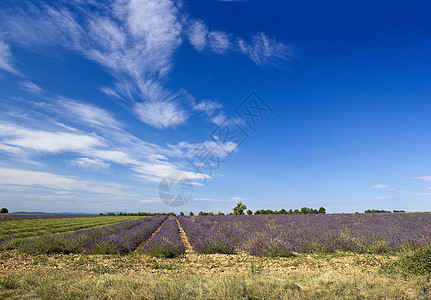 法国南部普罗旺斯地区拉凡德草地紫色草本风景草本植物场地香味丘陵农业农场天空图片