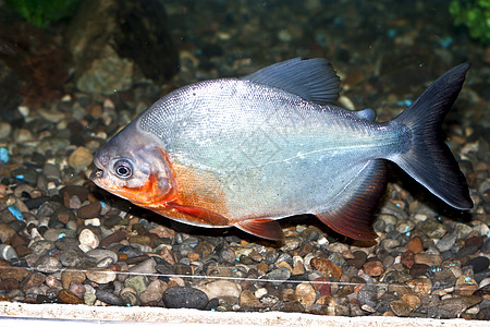 Piranha 鱼在水中捕食插图食人鱼计算机海洋池塘游泳白色动物图片