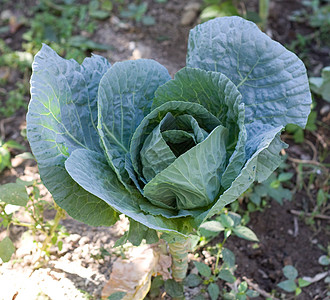 在蔬菜床上生长的卷心菜头果菜园营养栽培植物收成园艺农场农田培育饮食图片