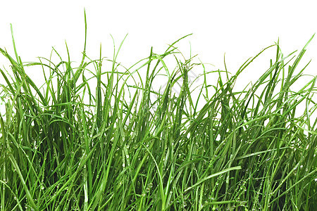 青绿新草和露露气泡卫生生活天气保健水滴液体叶子环境生长图片