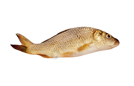白色背景上孤立的刻画池塘钓鱼样本眼睛星星饮食淡水鲤鱼传统海鲜图片