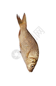 白色背景上孤立的大雕刻钓鱼传统荒野池塘饮食食物海鲜淡水尾巴眼睛图片