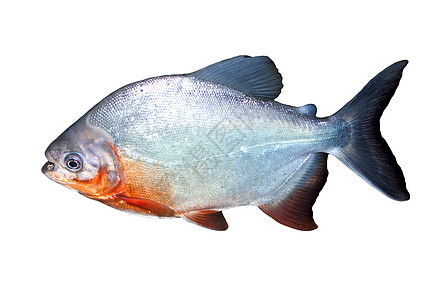 Piranha 鱼在水中捕食动物食人鱼插图游泳计算机池塘白色海洋图片