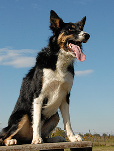 边边框collie伴侣家庭动物舌头宠物牧羊人牧羊犬三色矿工图片