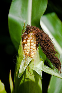 种植玉米季节生产生长耳朵食物蔬菜棒子收成头发国家图片
