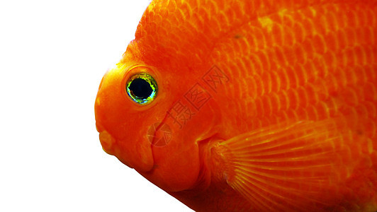 金金鱼水族馆游泳白色金鱼液体生活宠物寂寞金子运动图片