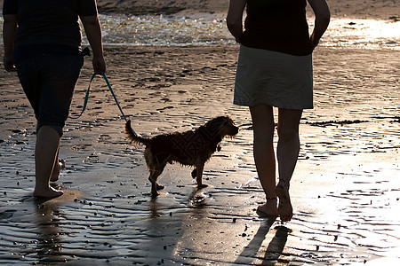 妇女走狗海滩小猎犬乐趣皮带女性海岸线支撑海岸犬类剪影图片