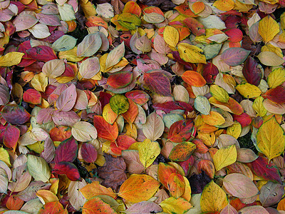 秋天黄色森林叶子红色季节木头树叶图片