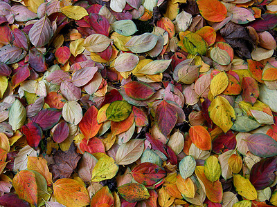 秋天季节树叶红色木头叶子森林黄色图片
