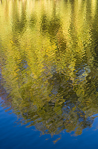 秋天在水中反射黄色树镜子波纹背景图片