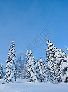 积雪中的树太阳森林蓝色天空孤独场景天气荒野下雪气候图片