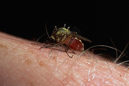 吸血的蚊子宏观笨蛋饥饿寄生虫疾病手臂动物群寄生昆虫花园图片