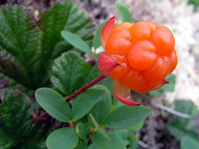 云莓沼泽自然食物树叶钩子橙子野生动物植物小枝季节图片