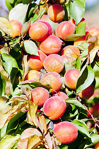 果园中的杏子杏树植物群树木农村生长外观栽培生产国家种植图片