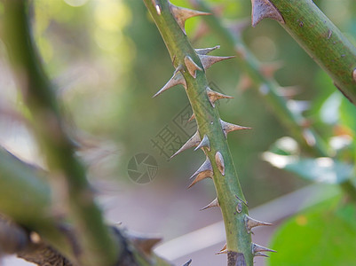 刺园艺力量别针植物宏观疼痛植被荒野危险脊柱图片