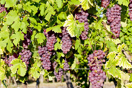 法国阿尔萨斯 Alsace葡萄园葡萄葡萄植物藤蔓收成植被叶子酒业培训师水果葡萄园外观图片