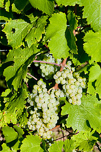 法国葡萄法国阿尔萨斯葡萄园葡萄园葡萄葡萄园农业葡萄栽培酒业叶子藤蔓植物外观水果背景
